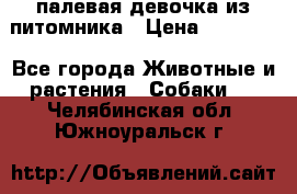палевая девочка из питомника › Цена ­ 40 000 - Все города Животные и растения » Собаки   . Челябинская обл.,Южноуральск г.